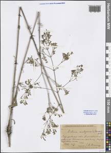 Silene wolgensis (Hornem.) Otth, Eastern Europe, Lower Volga region (E9) (Russia)