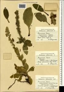 Verbascum phlomoides L., Crimea (KRYM) (Russia)