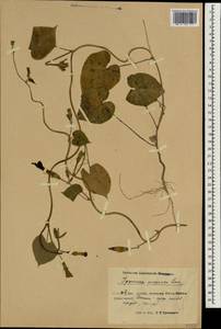 Ipomoea purpurea (L.) Roth, South Asia, South Asia (Asia outside ex-Soviet states and Mongolia) (ASIA) (China)