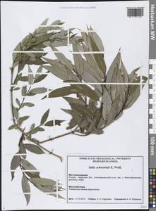 Salix schwerinii E.L.Wolf, Siberia, Russian Far East (S6) (Russia)