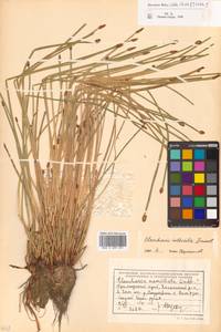 Eleocharis mamillata (H.Lindb.) H.Lindb., Siberia, Russian Far East (S6) (Russia)