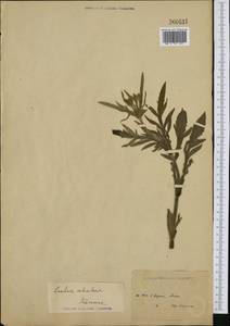Scabiosa columbaria L., Western Europe (EUR) (Not classified)