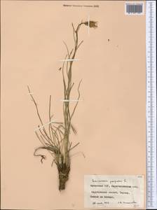 Scorzonera purpurea L., Middle Asia, Northern & Central Kazakhstan (M10) (Kazakhstan)