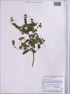 Spiraea lasiocarpa Kar. & Kir., Middle Asia, Western Tian Shan & Karatau (M3) (Kyrgyzstan)