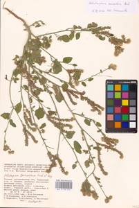 Heliotropium suaveolens, Eastern Europe, Lower Volga region (E9) (Russia)