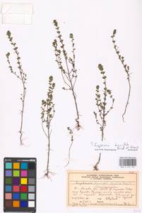 Euphrasia × vernalis List, Eastern Europe, Moscow region (E4a) (Russia)