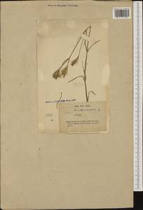 Dianthus armeria L., Western Europe (EUR) (France)