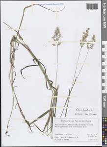 Holcus lanatus L., Eastern Europe, Central forest region (E5) (Russia)