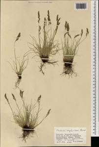 Festuca kryloviana Reverd., Mongolia (MONG) (Mongolia)