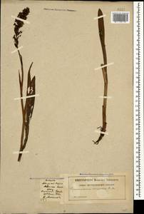 Gymnadenia conopsea (L.) R.Br., Caucasus, Dagestan (K2) (Russia)