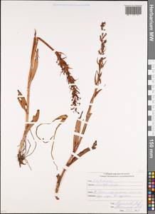 Dactylorhiza, Caucasus, South Ossetia (K4b) (South Ossetia)