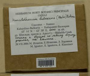 Homalothecium lutescens (Hedw.) H. Rob., Bryophytes, Bryophytes - North Caucasus & Ciscaucasia (B12) (Russia)
