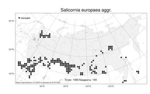 Salicornia europaea (Moss) Lambinon & Vanderp., Atlas of the Russian Flora (FLORUS) (Russia)