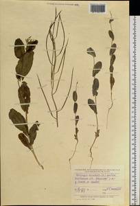 Conringia orientalis (L.) Dumort., Eastern Europe, Eastern region (E10) (Russia)