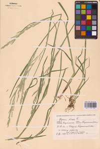 Glyceria notata Chevall., Eastern Europe, Central forest-and-steppe region (E6) (Russia)