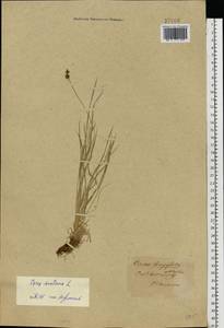 Carex montana L., Eastern Europe, Central forest-and-steppe region (E6) (Russia)