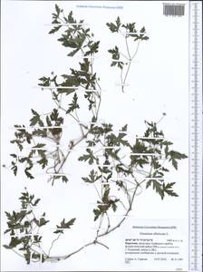 Geranium sibiricum L., Middle Asia, Pamir & Pamiro-Alai (M2) (Kyrgyzstan)