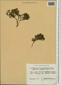 Chamaecytisus hirsutus subsp. polytrichus (M.Bieb.) Ponert, Crimea (KRYM) (Russia)