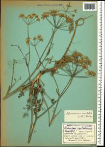 Astrodaucus orientalis (L.) Drude, Caucasus, Armenia (K5) (Armenia)