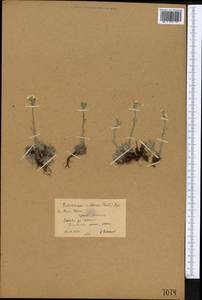 Eritrichium villosum (Ledeb.) Bunge, Middle Asia, Northern & Central Tian Shan (M4) (Kyrgyzstan)