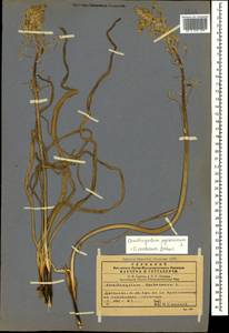 Ornithogalum pyrenaicum L., Caucasus, Dagestan (K2) (Russia)