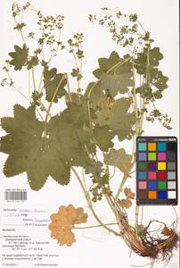 Alchemilla micans Buser, Eastern Europe, Western region (E3) (Russia)