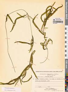 Potamogeton gramineus L., Siberia, Chukotka & Kamchatka (S7) (Russia)