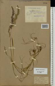Agrostis stolonifera L., Eastern Europe, South Ukrainian region (E12) (Ukraine)