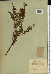 Betula nana × humilis, Eastern Europe, Northern region (E1) (Russia)