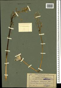 Ornithogalum arcuatum Steven, Caucasus, Armenia (K5) (Armenia)