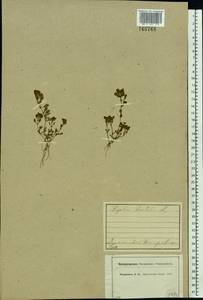 Lythrum portula (L.) D. A. Webb, Eastern Europe, Central forest region (E5) (Russia)