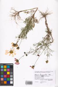 Cosmos bipinnatus Cav., Eastern Europe, Moscow region (E4a) (Russia)