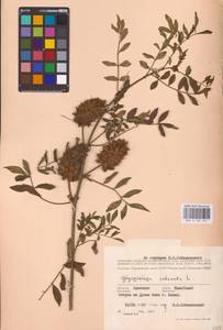 Glycyrrhiza echinata L., Eastern Europe, South Ukrainian region (E12) (Ukraine)