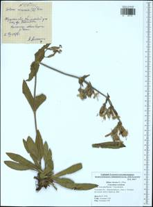 Silene viscosa (L.) Pers., Eastern Europe, Central region (E4) (Russia)