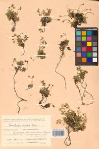 Micranthes merkii subsp. merkii, Siberia, Chukotka & Kamchatka (S7) (Russia)