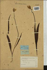 Tulipa, Western Europe (EUR) (Not classified)