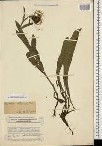 Centaurea cheiranthifolia subsp. willdenowii (Czerep.) Mikheev, Caucasus, Dagestan (K2) (Russia)