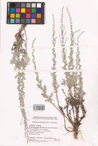 Artemisia lercheana Weber ex Stechm., Eastern Europe, Lower Volga region (E9) (Russia)