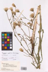 Tragopogon podolicus Besser ex DC., Eastern Europe, Lower Volga region (E9) (Russia)