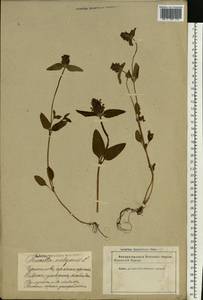 Prunella vulgaris L., Eastern Europe, Latvia (E2b) (Latvia)