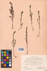 MHA 0 161 790, Euphrasia stricta J.P.Wolff ex J.F.Lehm., Eastern Europe, West Ukrainian region (E13) (Ukraine)