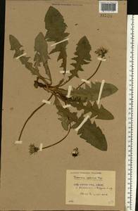 Taraxacum officinale Weber ex F. H. Wigg., Eastern Europe, Belarus (E3a) (Belarus)