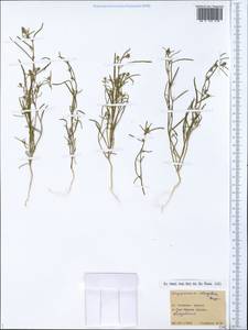 Corispermum elongatum Bunge, Siberia, Yakutia (S5) (Russia)