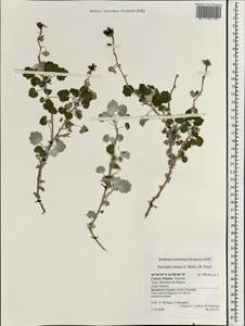 Pericallis lanata (L'Hér.) B.Nord., Africa (AFR) (Spain)
