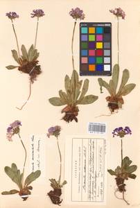 Primula auriculata Lam., Caucasus, Stavropol Krai, Karachay-Cherkessia & Kabardino-Balkaria (K1b) (Russia)