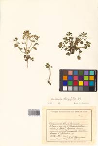 Cochlearia groenlandica L., Siberia, Russian Far East (S6) (Russia)