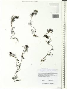 Ranunculus trichophyllus Chaix, Caucasus, Azerbaijan (K6) (Azerbaijan)