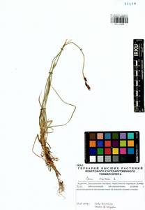 Carex cespitosa L., Siberia, Baikal & Transbaikal region (S4) (Russia)