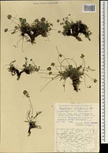 Astragalus filiformis (DC.) Poir., Mongolia (MONG) (Mongolia)