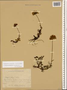 Tripleurospermum caucasicum (Willd.) Hayek, Caucasus, Krasnodar Krai & Adygea (K1a) (Russia)